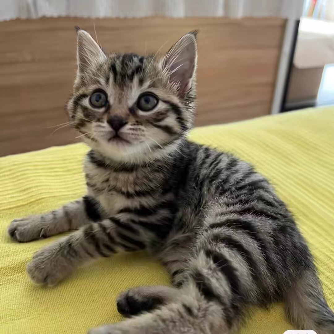 活物中华田园猫猫咪幼崽小奶猫橘猫橘白狸猫黑猫猫咪真猫宠物猫咪